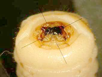 Kopf einer Hausbocklarve mit Fraßwerkzeugen